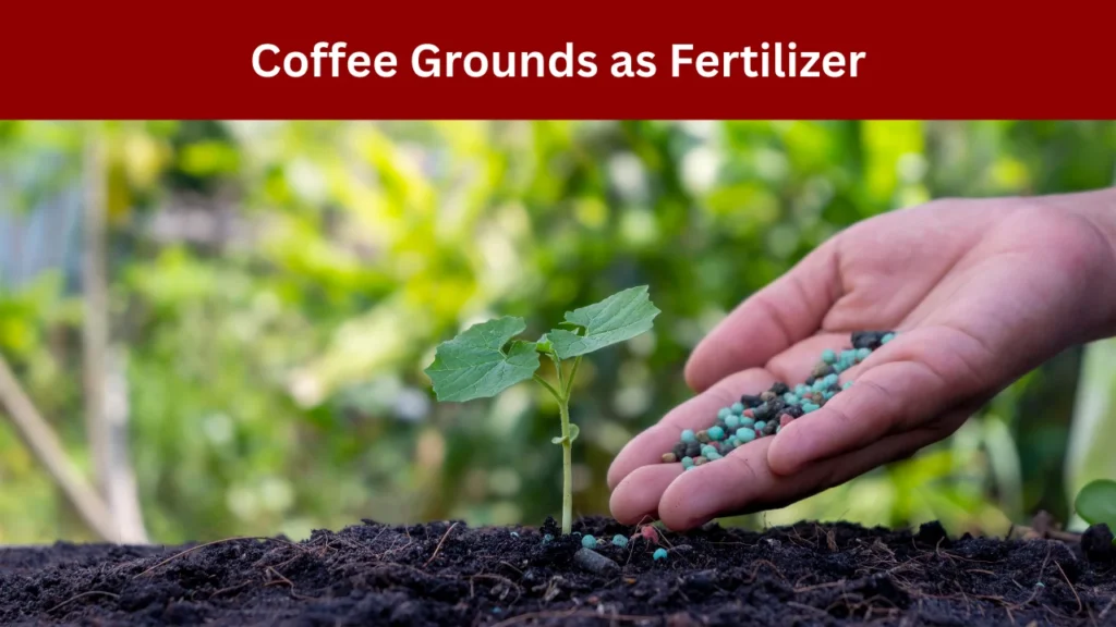 Coffee Grounds as Fertilizer