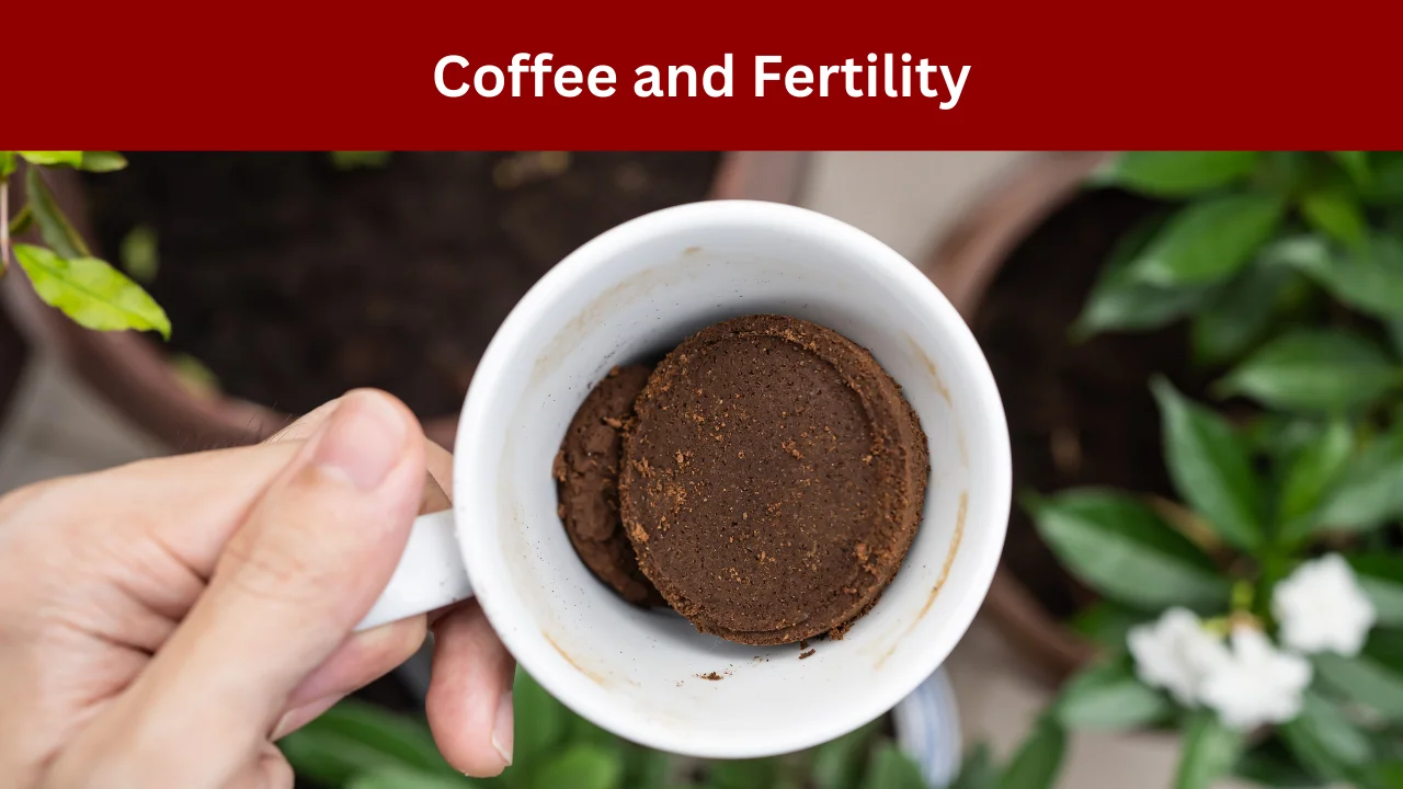 Coffee and Fertility